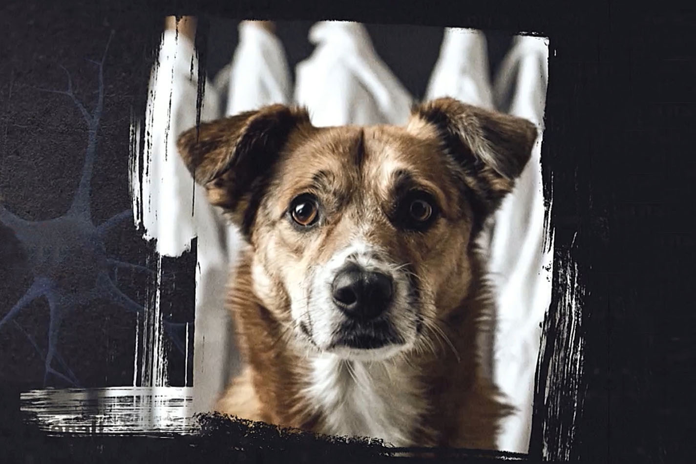 7 фильмов об&nbsp;экспериментах над&nbsp;животными