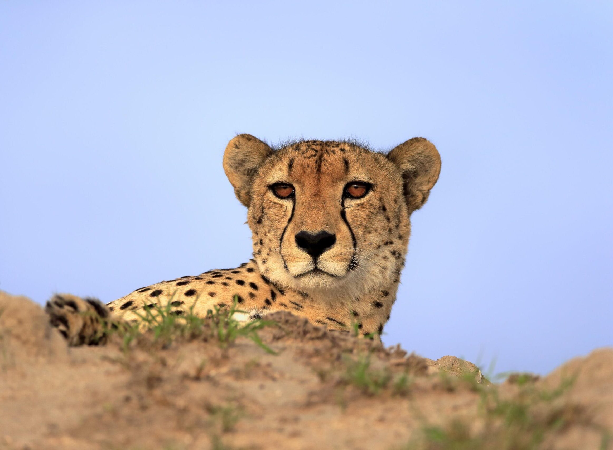 РЕН ТВ познакомит с&nbsp;самыми опасными хищниками