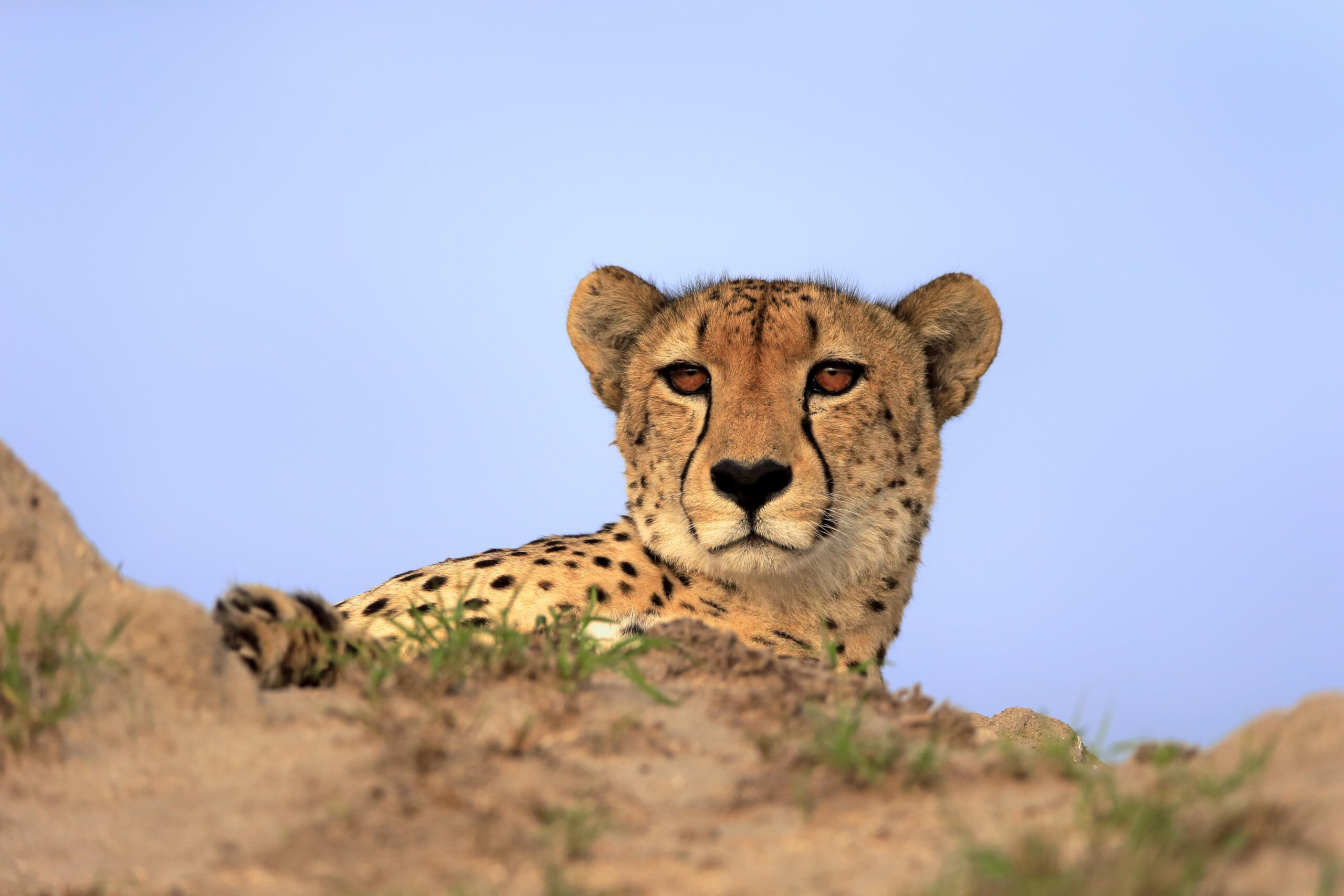 РЕН ТВ познакомит с&nbsp;самыми опасными хищниками